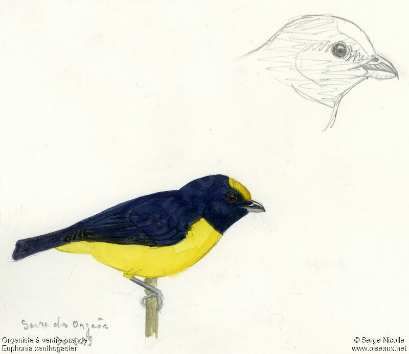 Orange-bellied Euphonia, identification