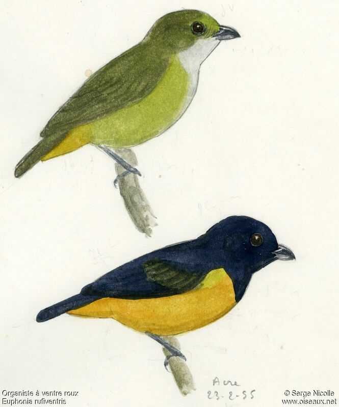 Rufous-bellied Euphonia , identification