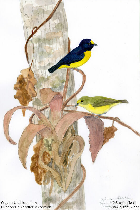 Purple-throated Euphonia , identification