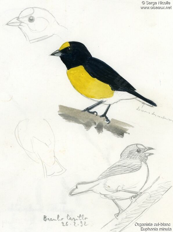 White-vented Euphonia, identification