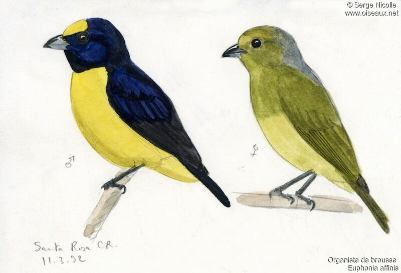 Scrub Euphonia , identification