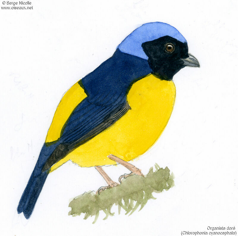 Golden-rumped Euphonia, identification