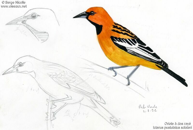 Streak-backed Oriole, identification