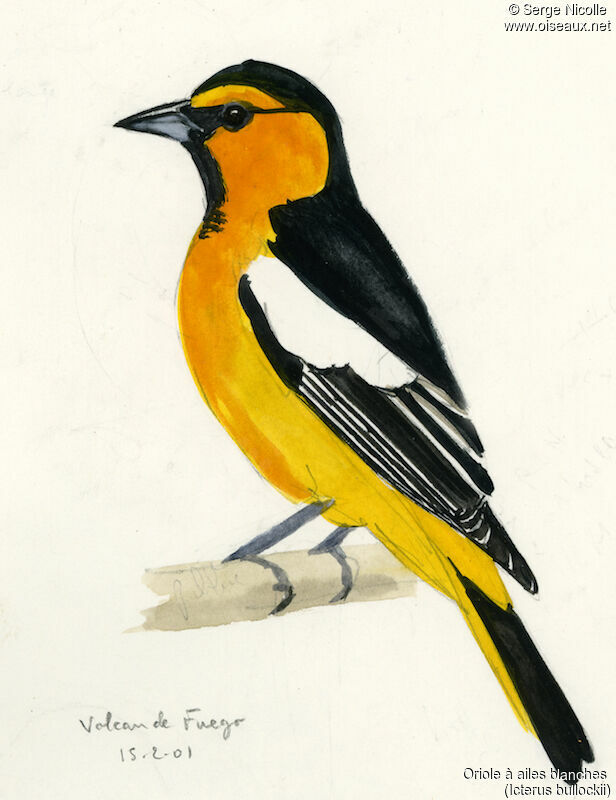 Bullock's Oriole