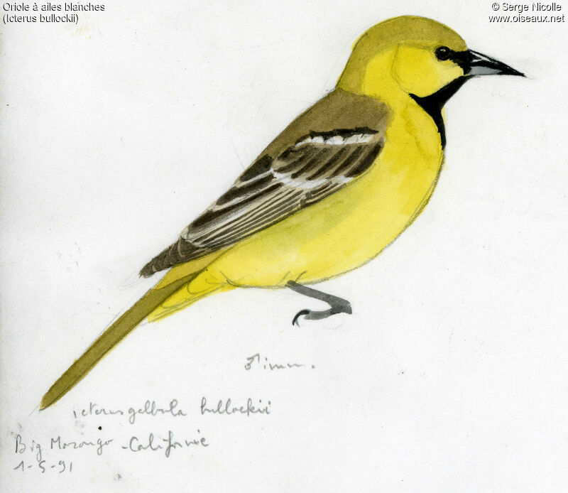 Bullock's Oriole