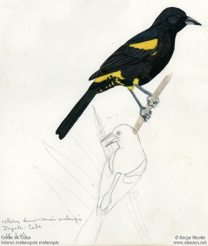 Cuban Oriole, identification