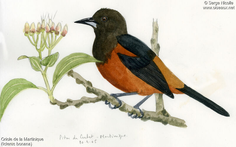 Martinique Oriole
