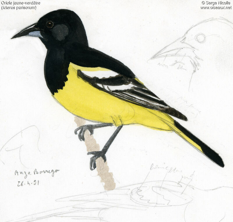 Scott's Oriole, identification