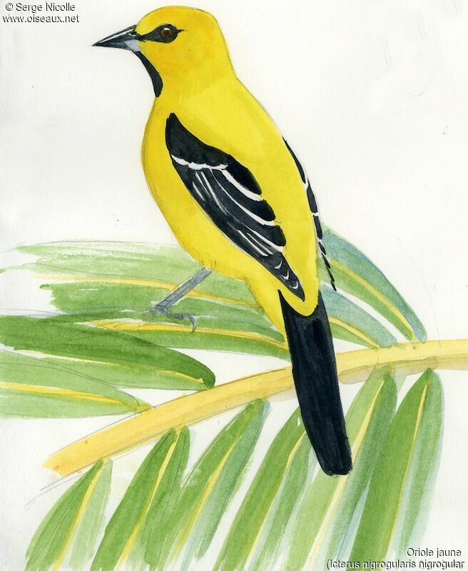 Oriole jaune, identification