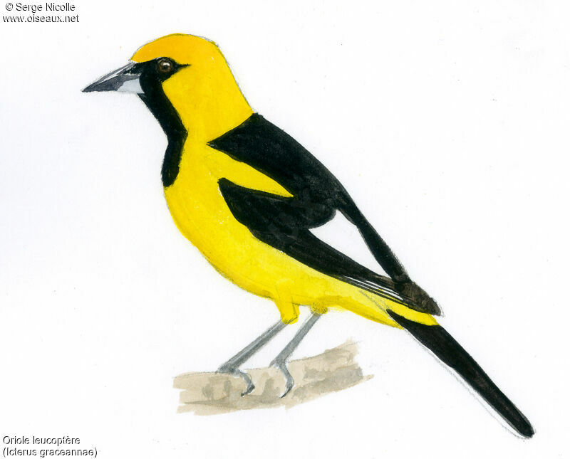 White-edged Oriole, identification