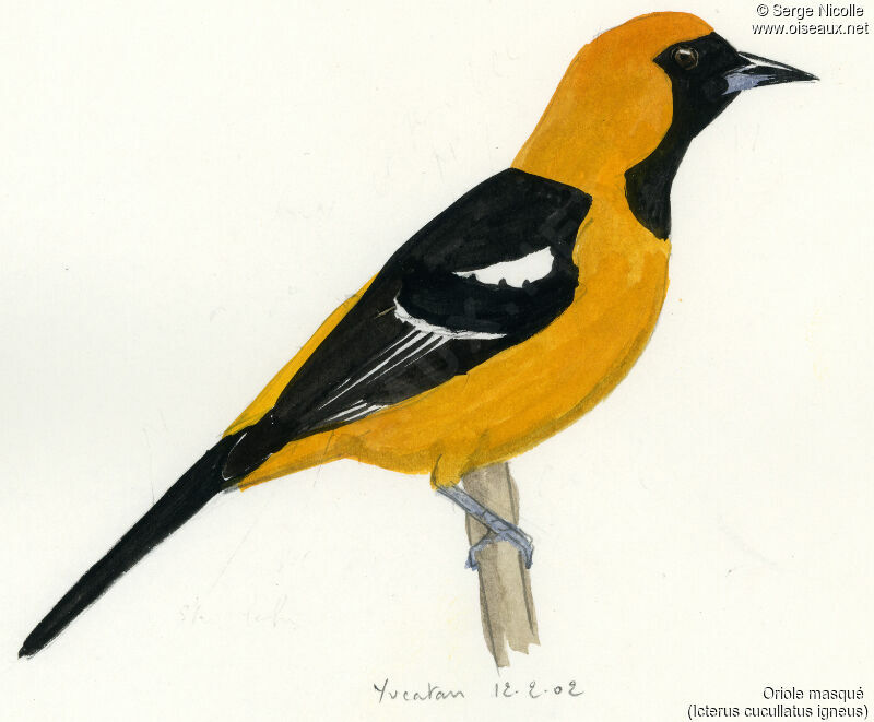 Hooded Oriole, identification