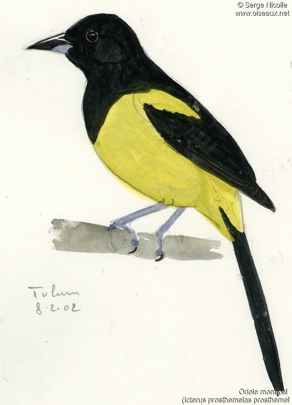 Black-cowled Oriole, identification