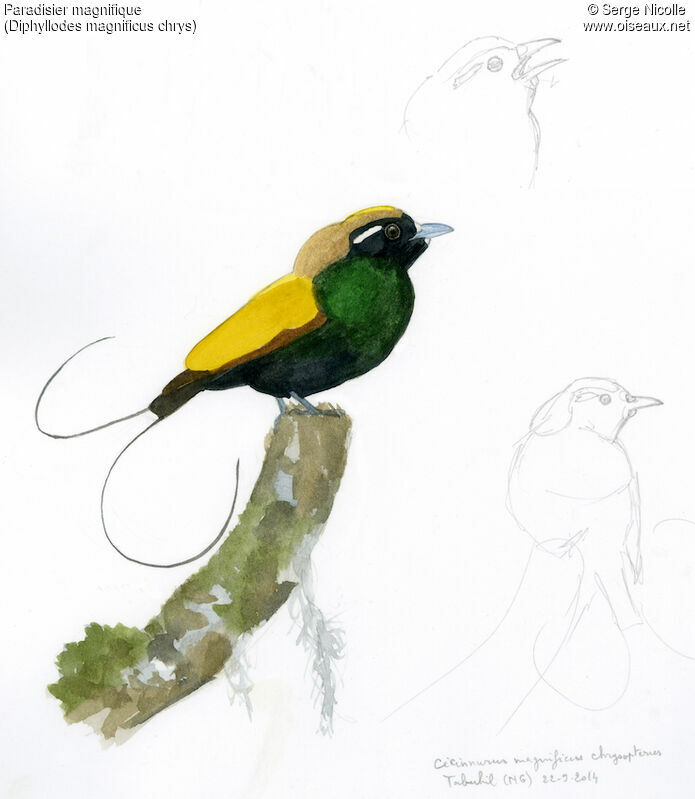 Magnificent Bird-of-paradise, identification