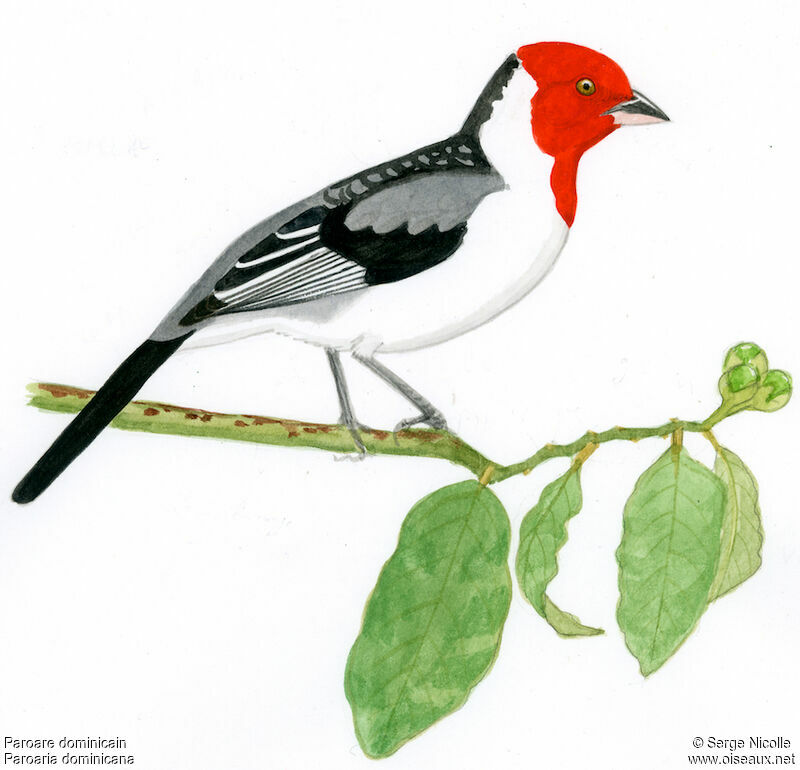 Red-cowled Cardinal, identification