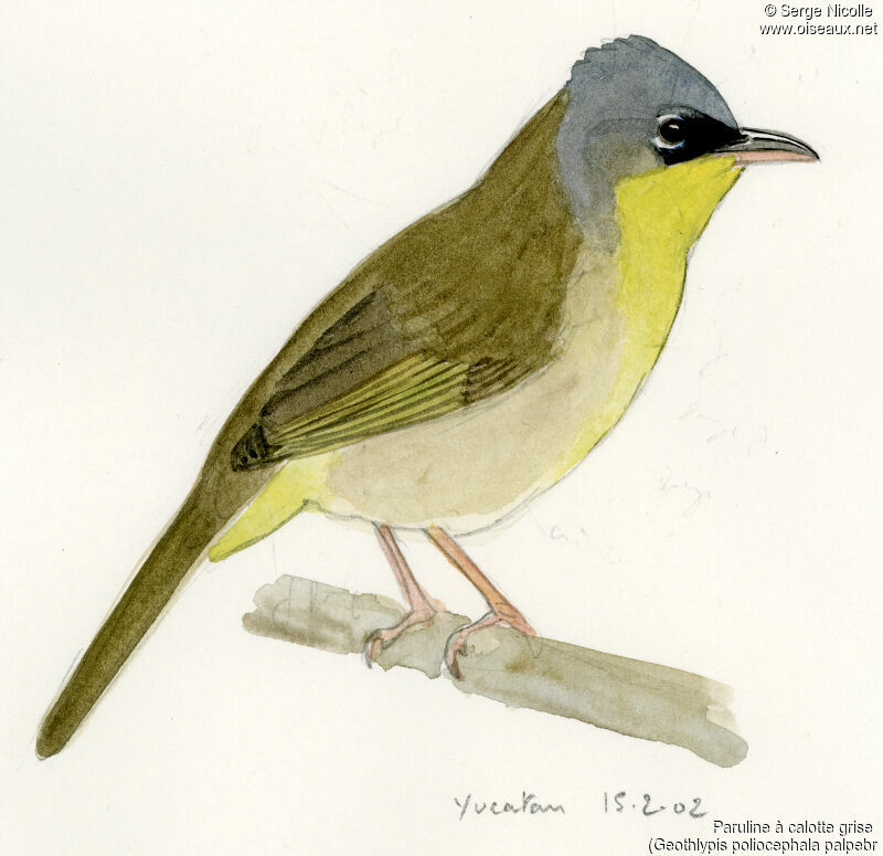 Grey-crowned Yellowthroat, identification