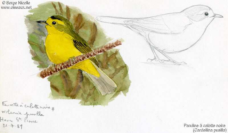 Wilson's Warbler female, identification