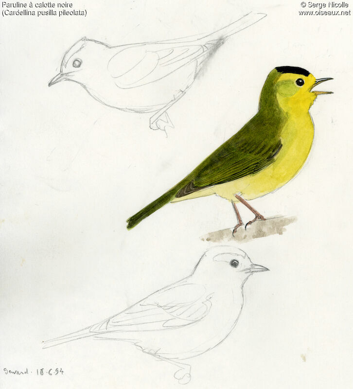 Wilson's Warbler, identification