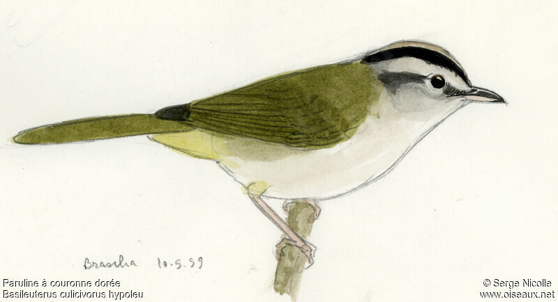 Golden-crowned Warbler, identification