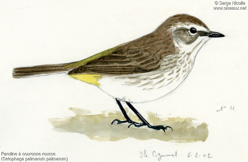 Palm Warbler, identification