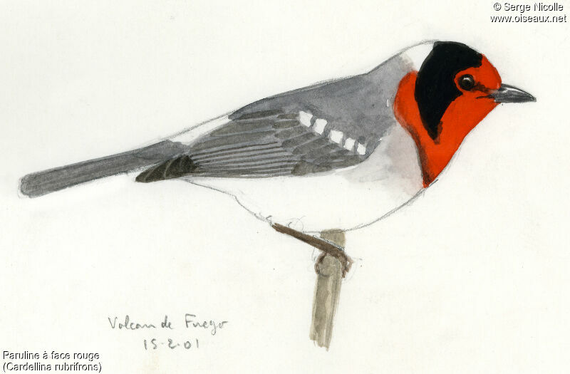 Red-faced Warbler, identification