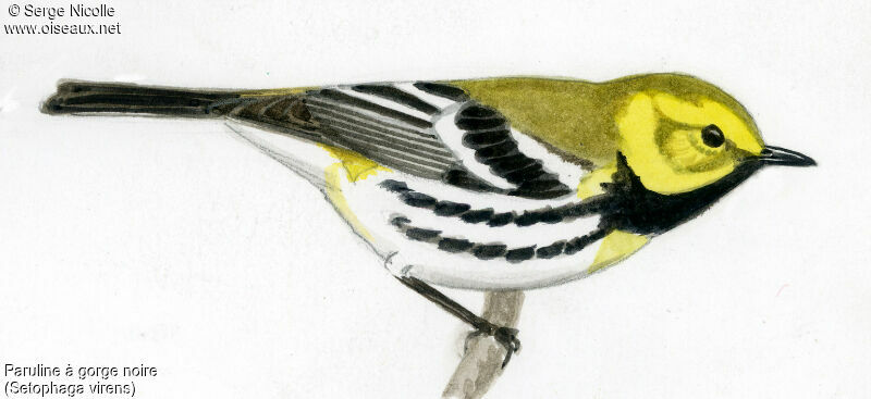 Black-throated Green Warbler male, identification