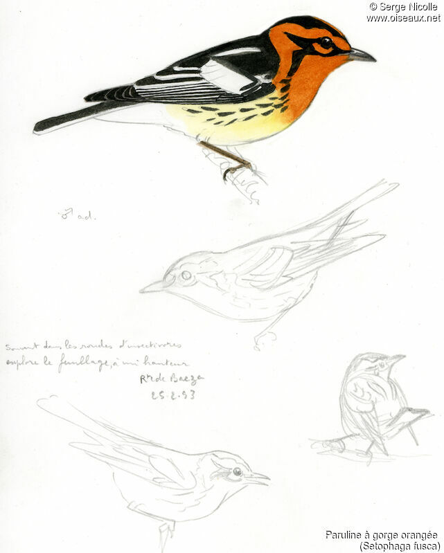 Blackburnian Warbler, identification