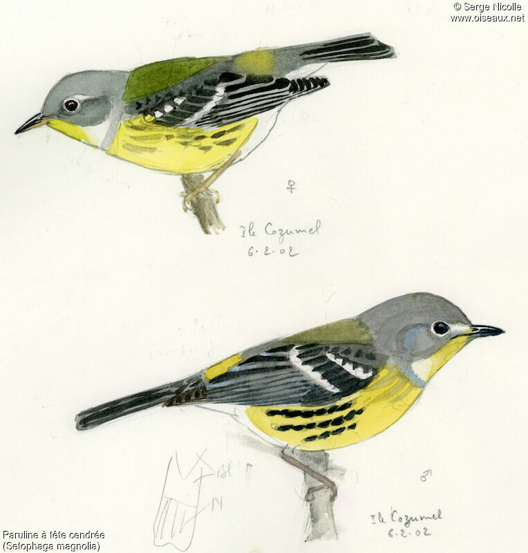 Magnolia Warbler , identification