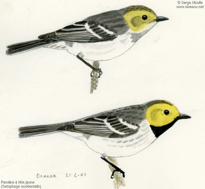 Hermit Warbler, identification