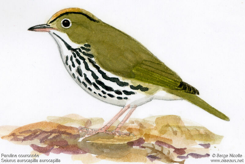 Ovenbird, identification