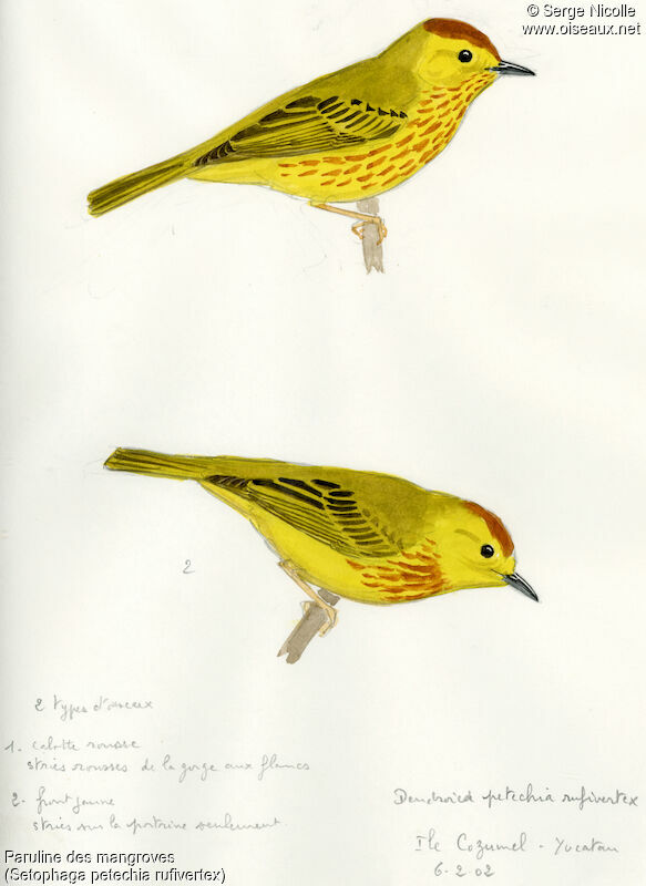 Mangrove Warbler, identification