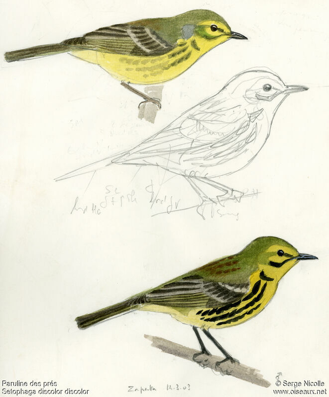 Prairie Warbler, identification