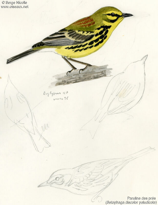 Prairie Warbler, identification