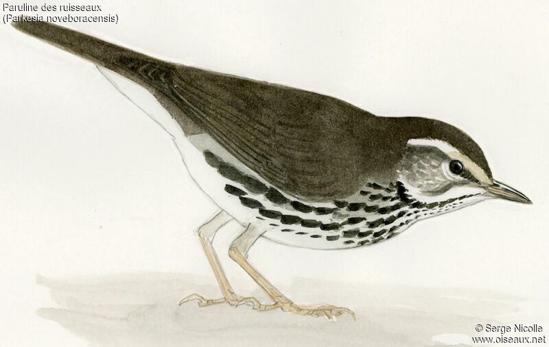 Northern Waterthrush, identification