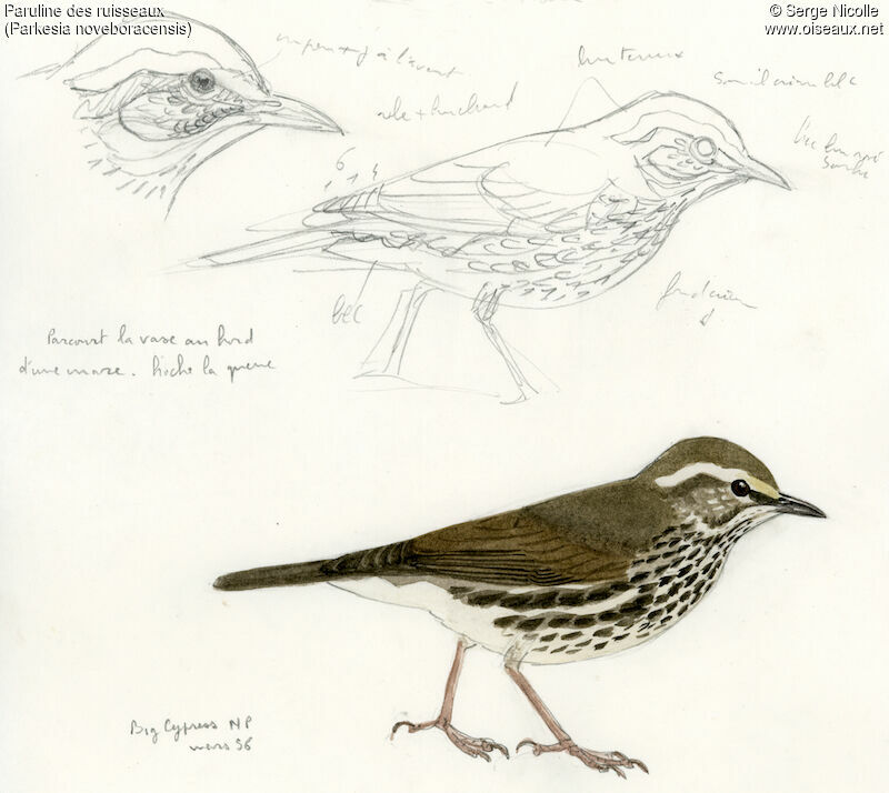 Northern Waterthrush, identification