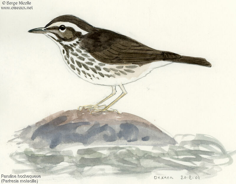 Louisiana Waterthrush, identification