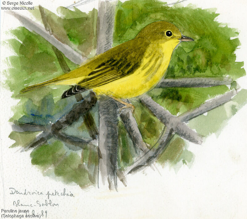 American Yellow Warbler female, identification