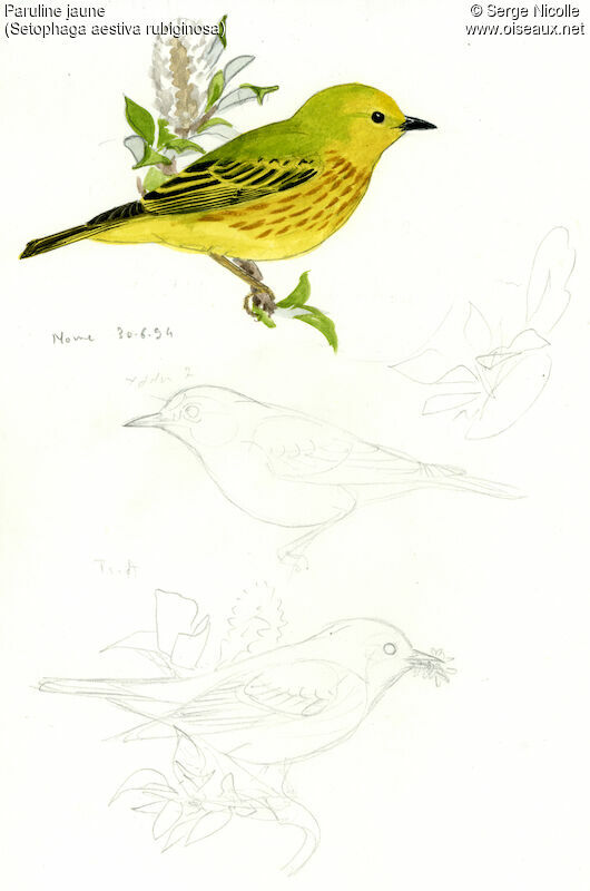 American Yellow Warbler, identification