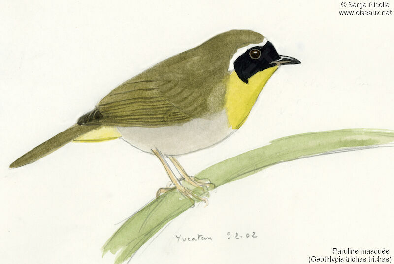 Common Yellowthroat, identification