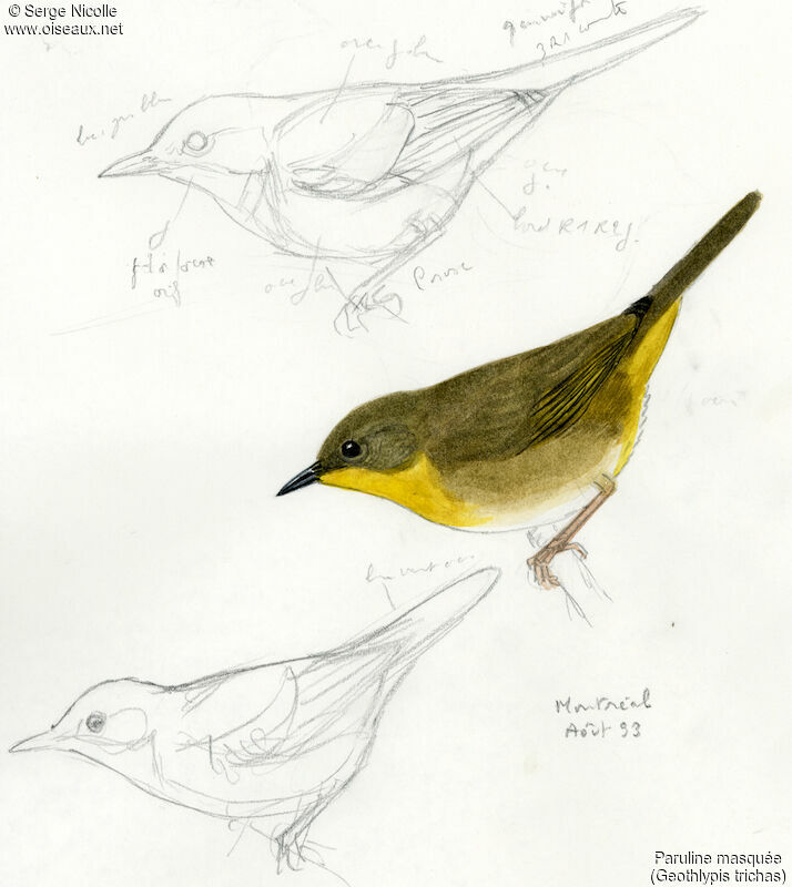 Common Yellowthroat female, identification