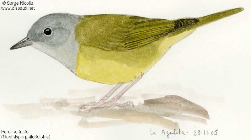 Mourning Warbler, identification