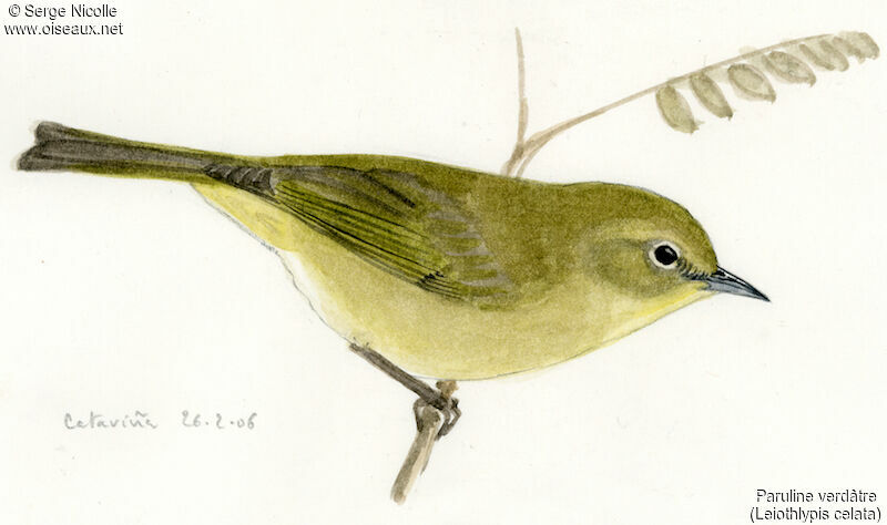 Orange-crowned Warbler, identification