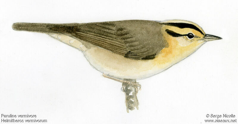 Worm-eating Warbler, identification