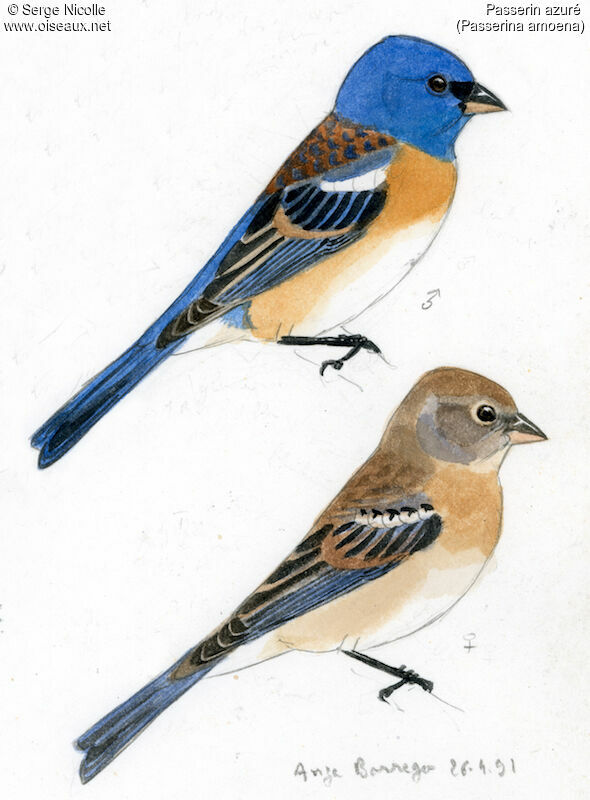 Lazuli Bunting, identification