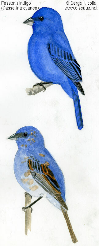 Indigo Bunting, identification