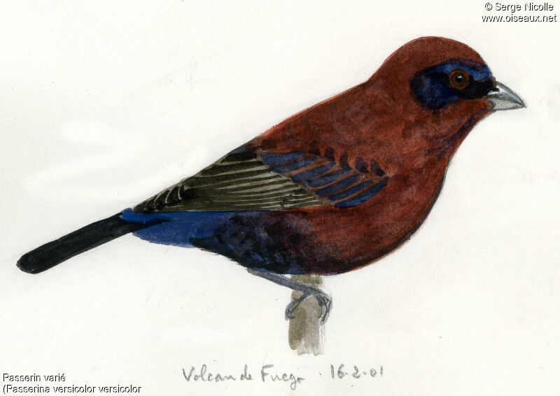 Varied Bunting, identification