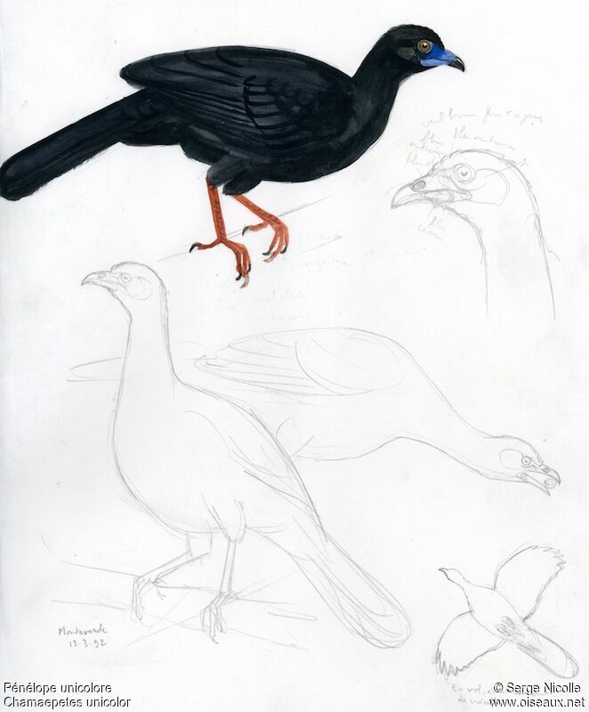 Black Guan, identification