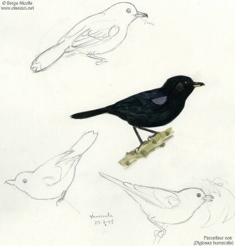 Black Flowerpiercer, identification