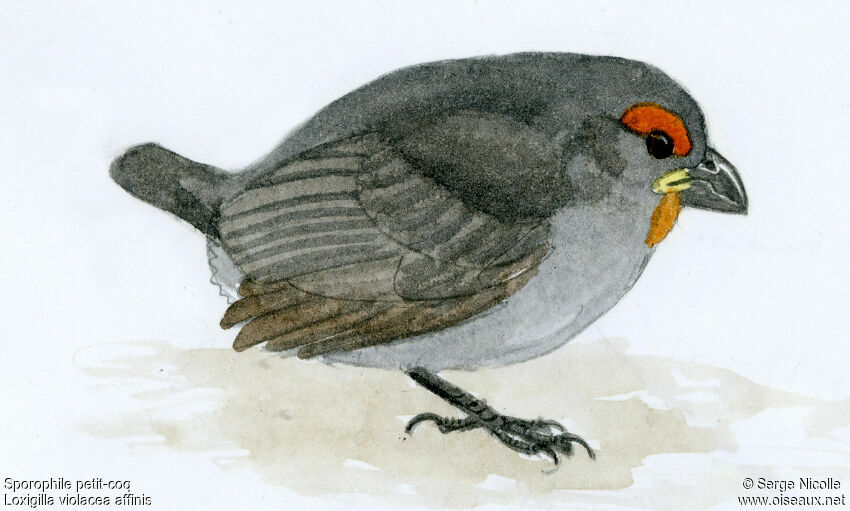Pèrenoir petit-coq