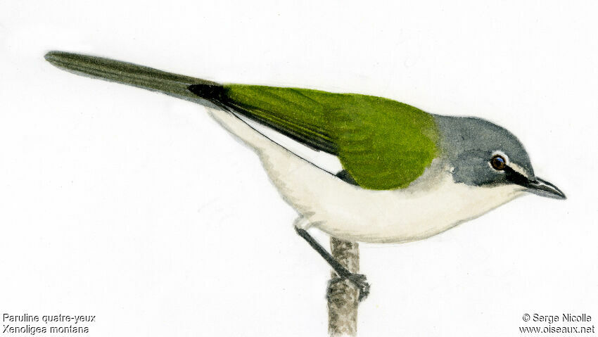 White-winged Warbler