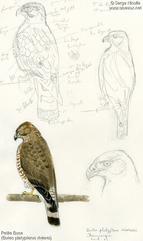 Broad-winged Hawk, identification